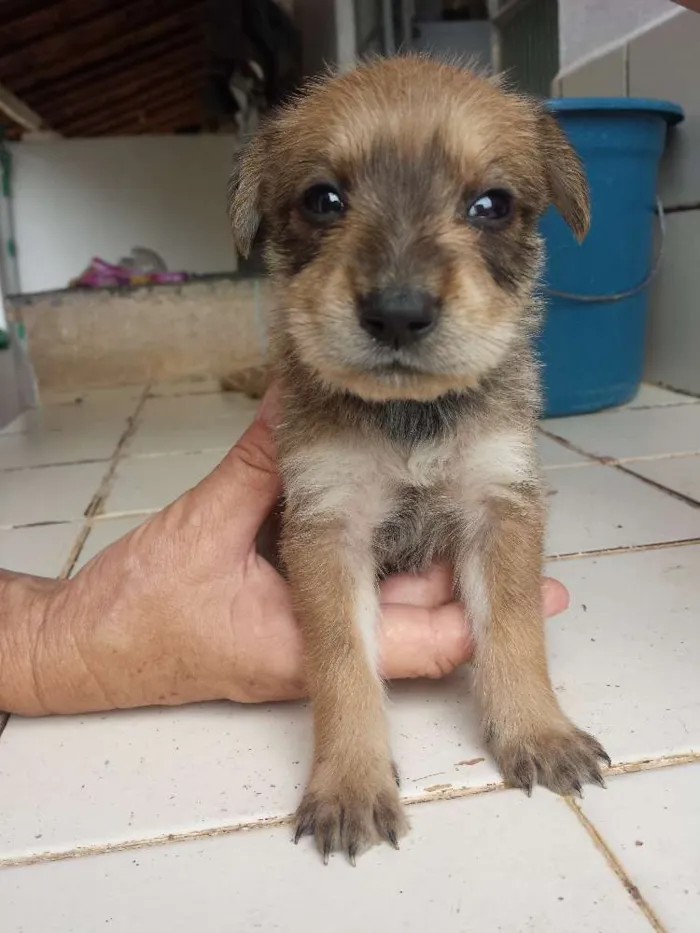 Cachorro ra a Vira-lata idade Abaixo de 2 meses nome Sem nome