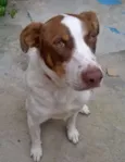 Cachorro raça SRD idade 2 anos nome "Luke"