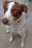 Cachorro raça SRD idade 2 anos nome "Luke"