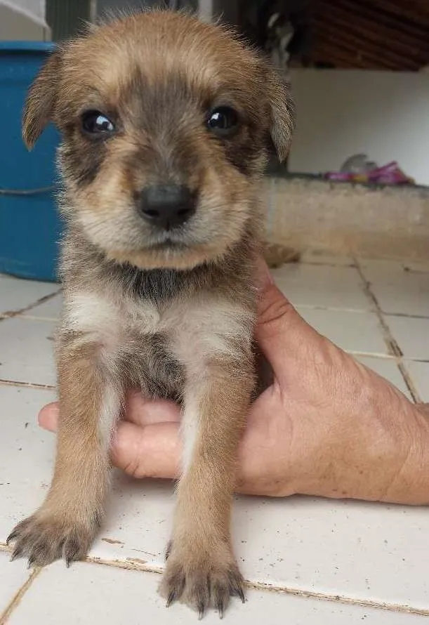Cachorro ra a Vira-lata idade Abaixo de 2 meses nome Sem nome