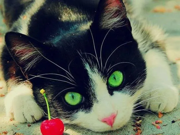 Gato ra a Vira-Lata idade 2 a 6 meses nome Vaquinha