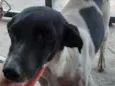 Pongo