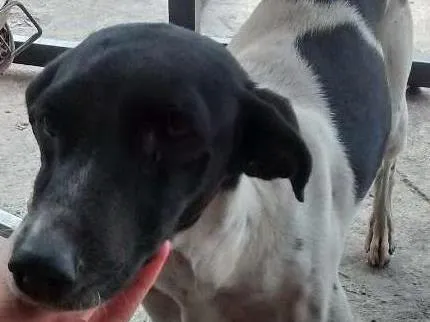 Cachorro raça Srd idade 7 a 11 meses nome Pongo
