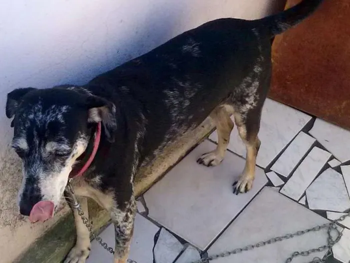 Cachorro ra a SRD idade 6 ou mais anos nome cassia