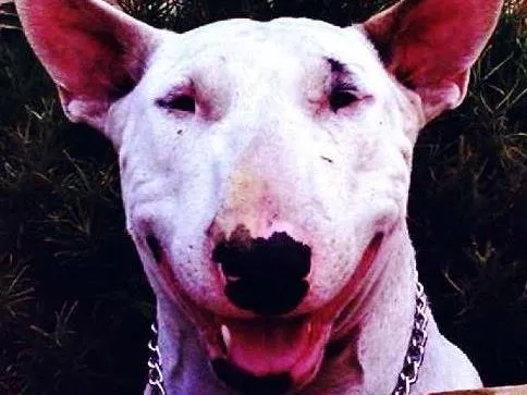 Cachorro raça Bull Terrier idade 1 ano nome Charlotte