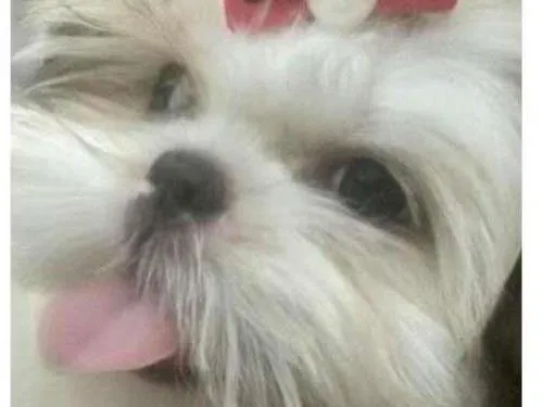 Cachorro ra a Shitzu idade 2 a 6 meses nome Duda GRATIFICA