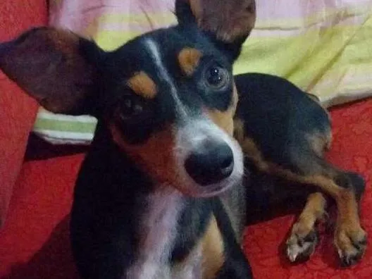 Cachorro ra a Pincher com vira lata idade 5 anos nome Haru