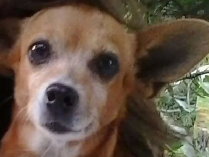 Cachorro ra a Mestiço Pinscher idade 6 ou mais anos nome Babi