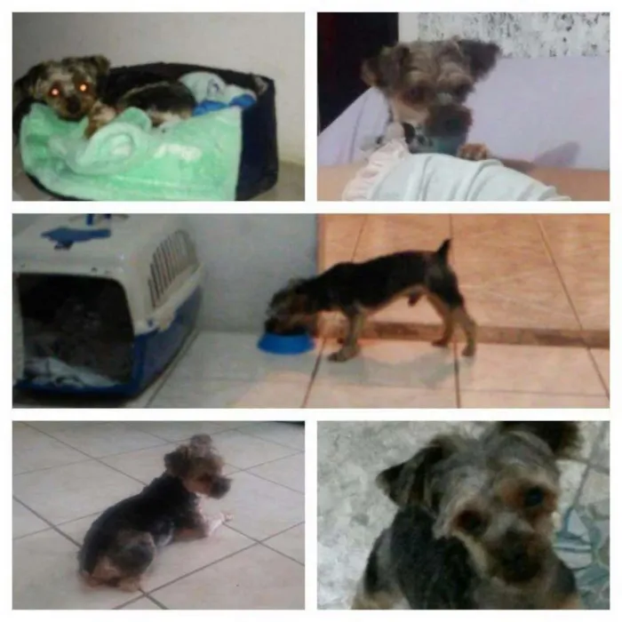 Cachorro ra a Yorkshire idade 2 anos nome Bento