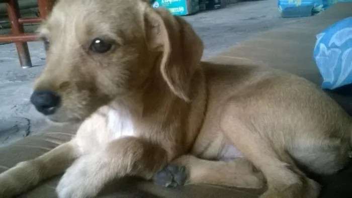 Cachorro raça Vira Lata  idade 2 a 6 meses nome Mayla