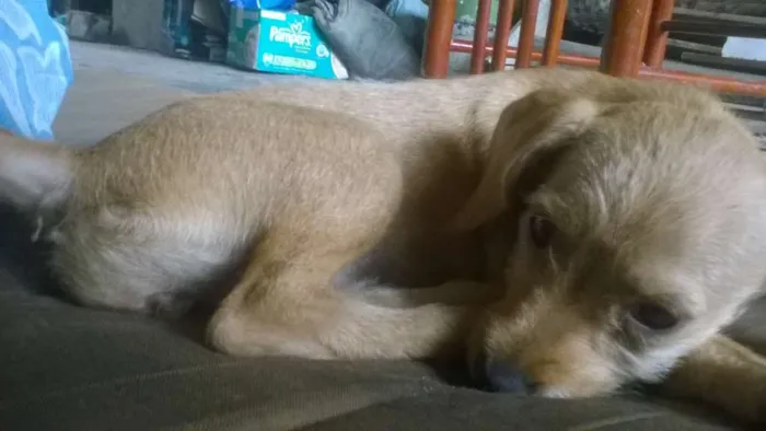 Cachorro raça Vira Lata  idade 2 a 6 meses nome Mayla