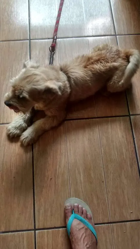 Cachorro raça Lhasa apso com yorkshire idade 4 anos nome Radames
