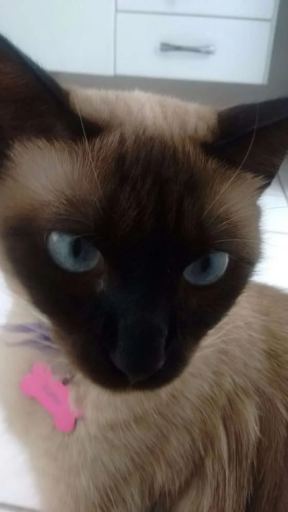 Gato ra a Siamês idade 4 anos nome Edite GRATIFICA