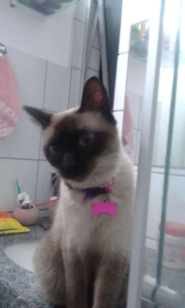 Gato ra a Siamês idade 4 anos nome Edite GRATIFICA