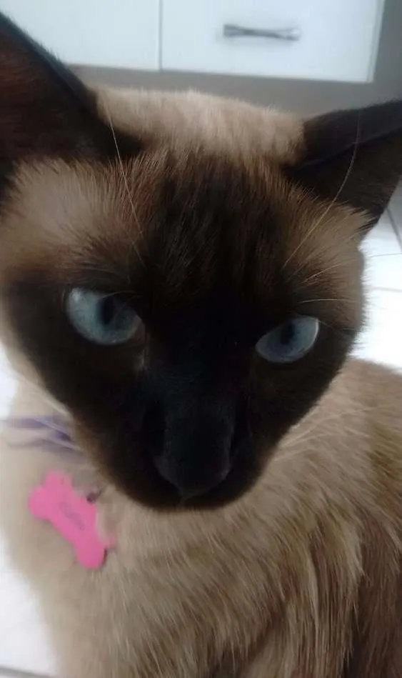 Gato ra a Siamês idade 4 anos nome Edite GRATIFICA