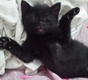 Gato raça  idade 2 a 6 meses nome Octavia