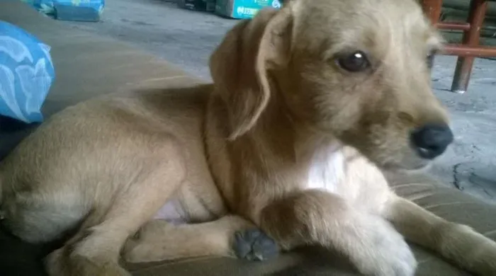Cachorro raça Vira Lata  idade 2 a 6 meses nome Mayla