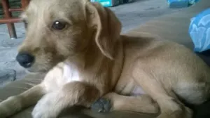 Cachorro raça Vira Lata  idade 2 a 6 meses nome Mayla