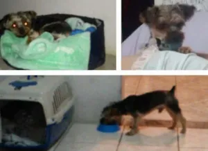Cachorro raça Yorkshire idade 2 anos nome Bento