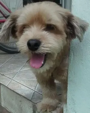 Cachorro raça Lhasa apso com yorkshire idade 4 anos nome Radames