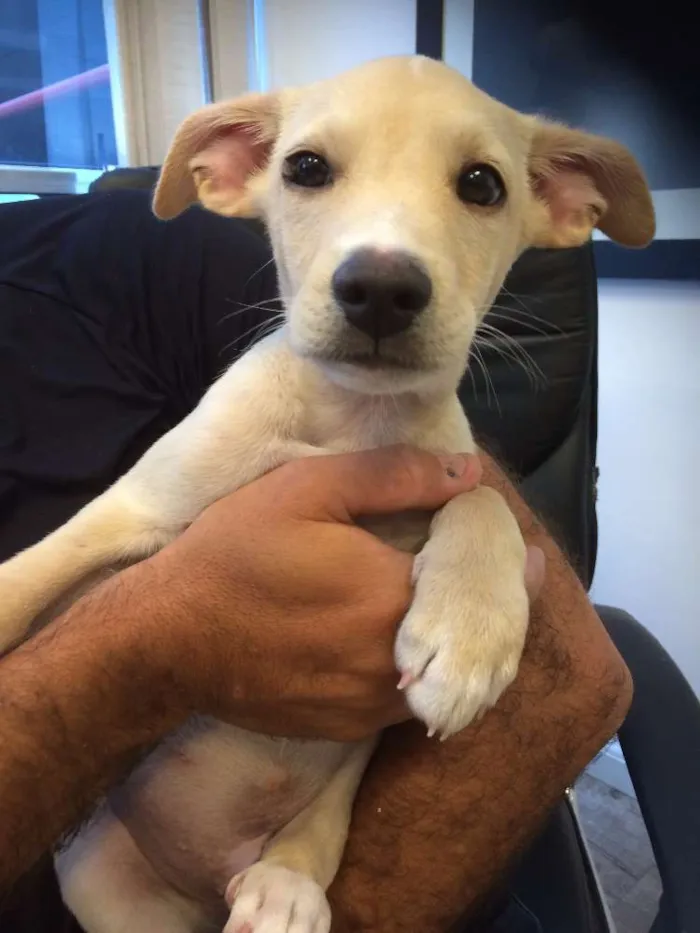 Cachorro ra a SRD idade 2 a 6 meses nome Amendoim