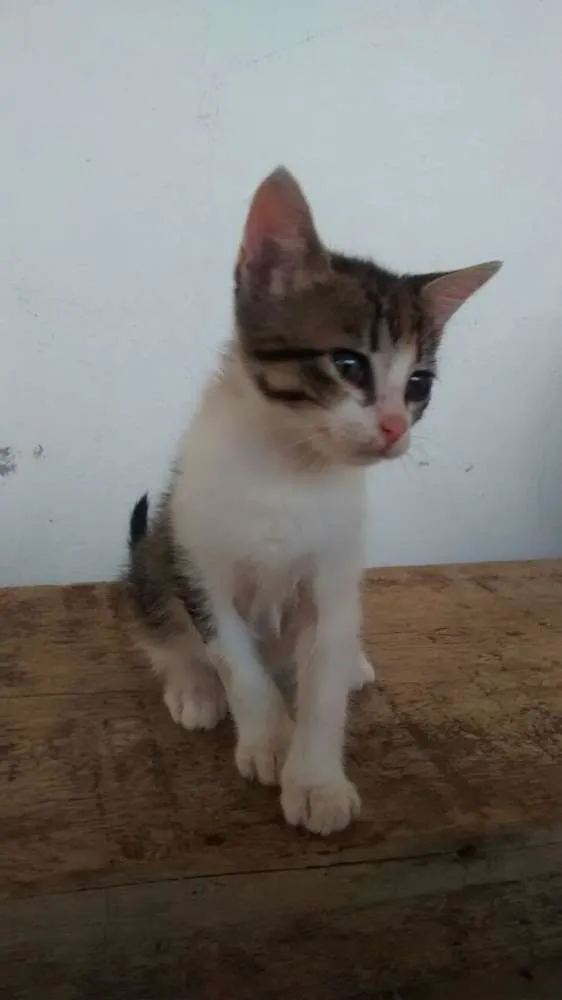 Gato raça SRD idade Abaixo de 2 meses nome Sem nome