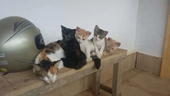 Gato raça SRD idade Abaixo de 2 meses nome Sem nome