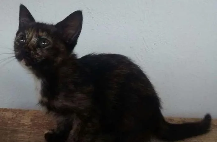 Gato raça SRD idade Abaixo de 2 meses nome Sem nome