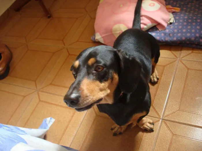 Cachorro ra a Cocker idade 6 ou mais anos nome Scubidu