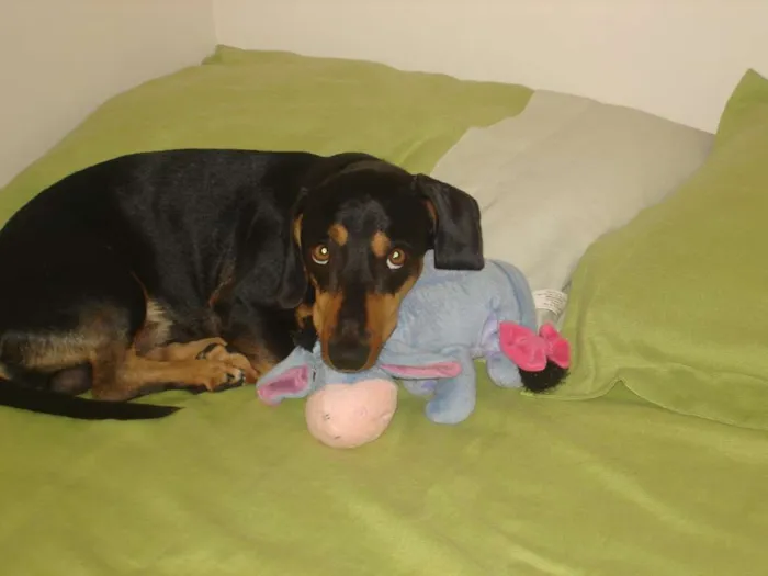 Cachorro ra a Cocker idade 6 ou mais anos nome Scubidu