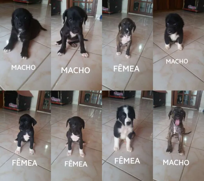 Cachorro ra a RND idade 2 a 6 meses nome sem nome