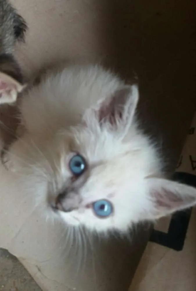 Gato ra a vira lata idade Abaixo de 2 meses nome Sem nome