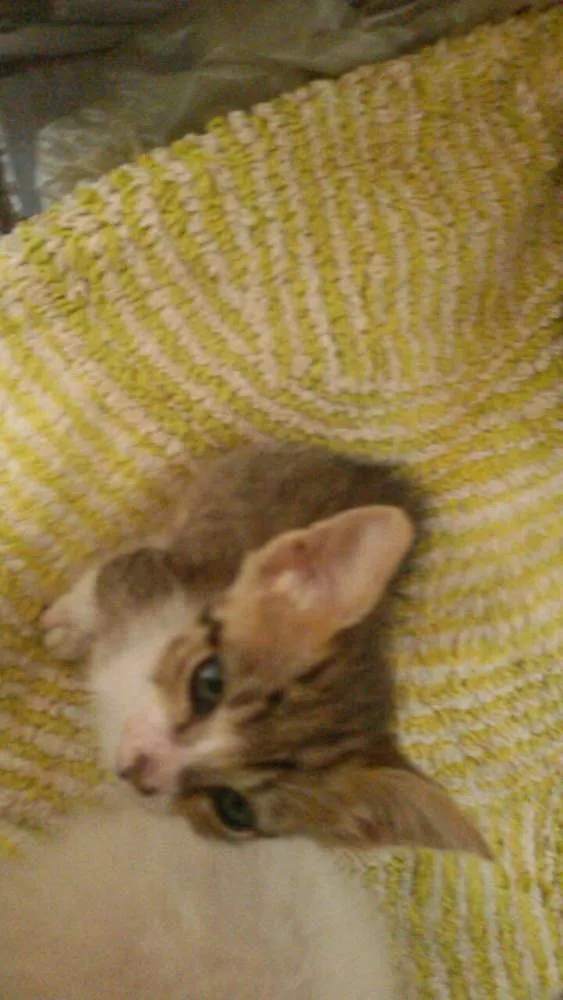 Gato ra a vira lata idade Abaixo de 2 meses nome Sem nome