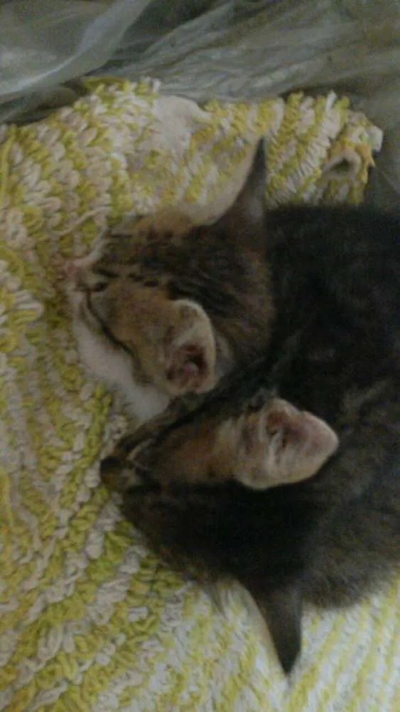 Gato ra a vira lata idade Abaixo de 2 meses nome Sem nome