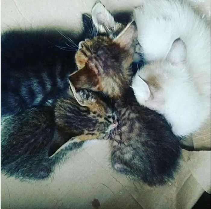 Gato ra a vira lata idade Abaixo de 2 meses nome Sem nome
