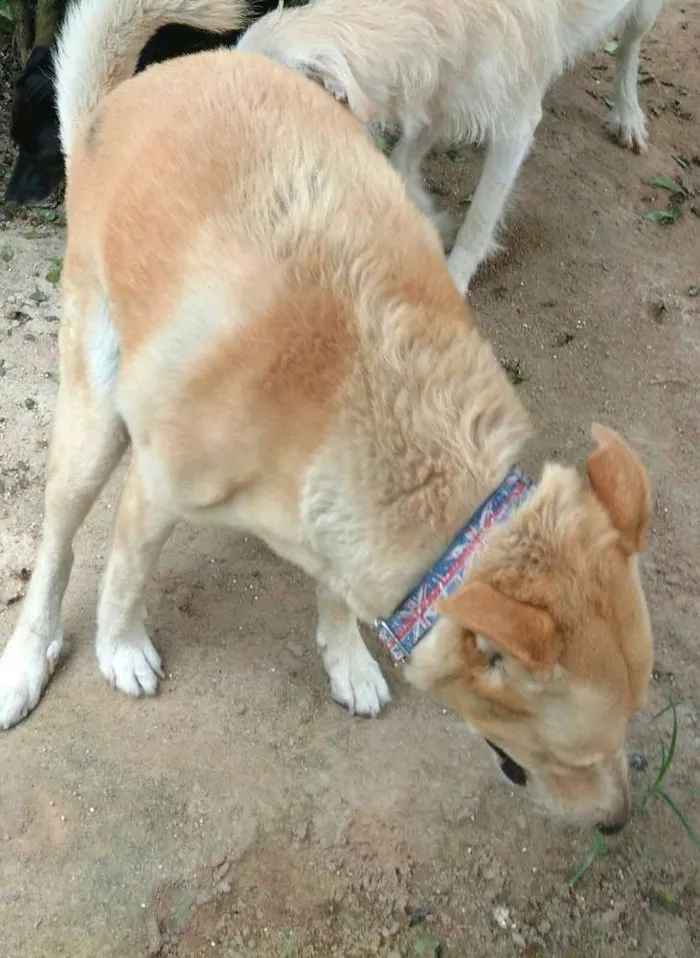 Cachorro ra a SRD idade 6 ou mais anos nome CHICO GRATIFICA