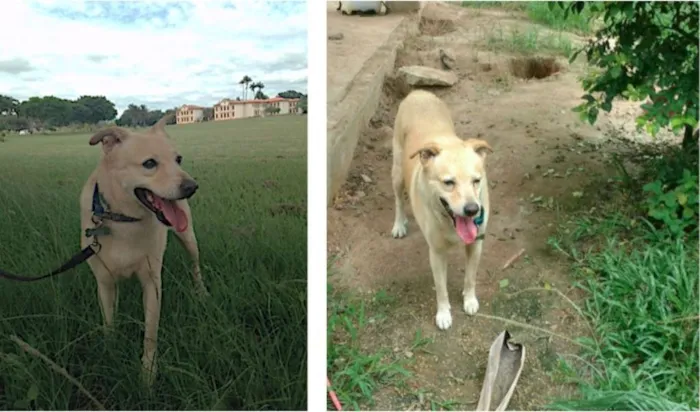 Cachorro ra a SRD idade 6 ou mais anos nome CHICO GRATIFICA