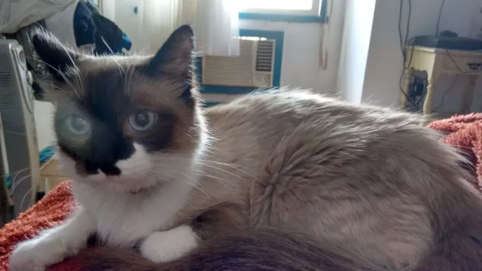 Gato ra a Sem raça definida idade 1 ano nome Sissy