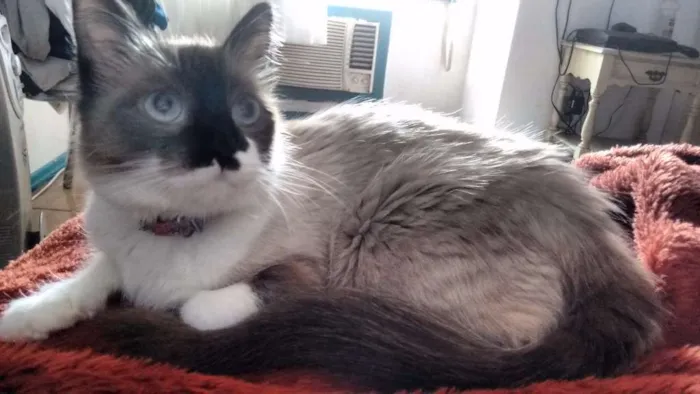 Gato ra a Sem raça definida idade 1 ano nome Sissy