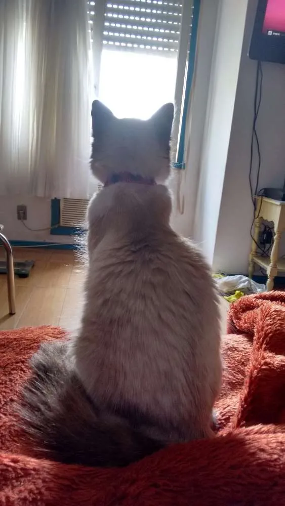 Gato ra a Sem raça definida idade 1 ano nome Sissy