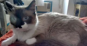 Gato raça Sem raça definida idade 1 ano nome Sissy