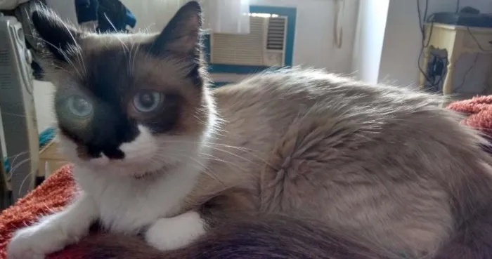 Gato ra a Sem raça definida idade 1 ano nome Sissy