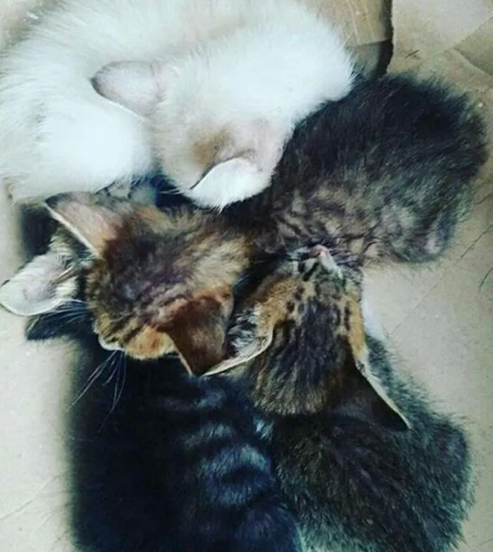 Gato ra a vira lata idade Abaixo de 2 meses nome Sem nome