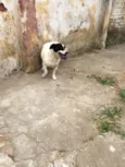 Vitória 
