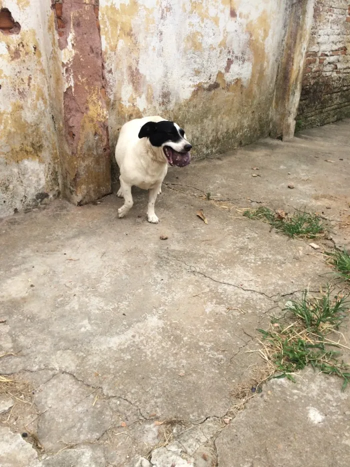 Cachorro ra a Vira-lata  idade  nome Vitória 