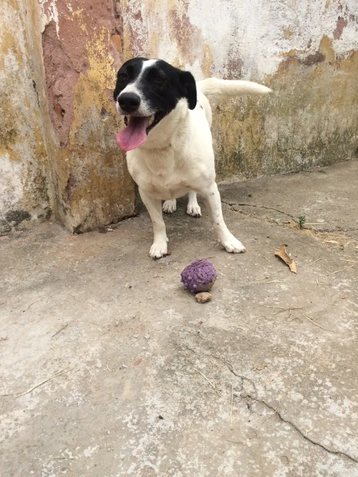 Cachorro ra a Vira-lata  idade  nome Vitória 