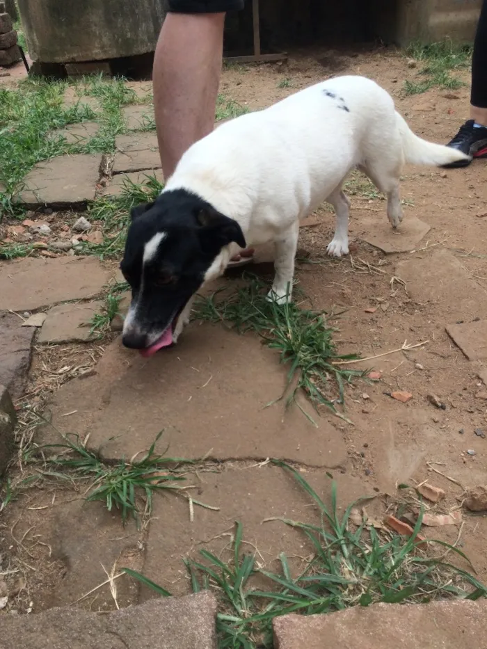 Cachorro ra a Vira-lata  idade  nome Vitória 