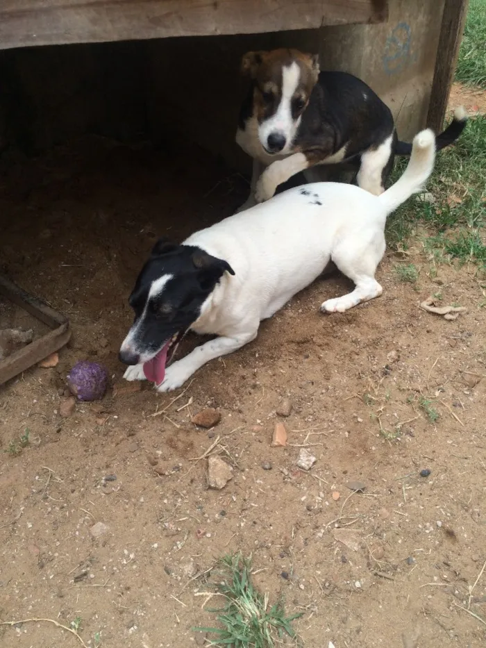 Cachorro ra a Vira-lata  idade  nome Vitória 