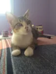 Leleco
