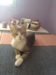 Leleco